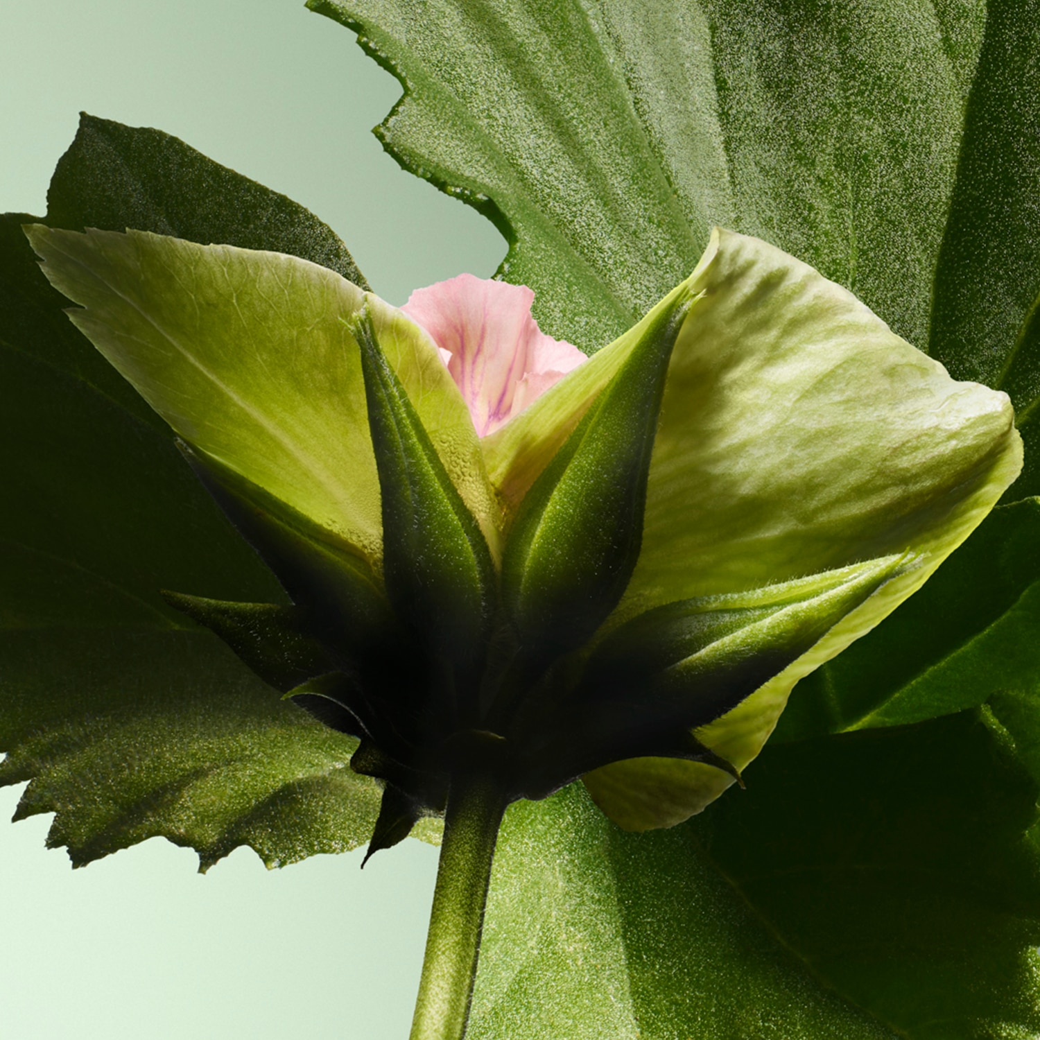 PARADIGME EAU DE PARFUM